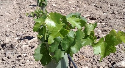 MANİSA BAĞCILIK ÇİFTÇİ TEKNİK GEZİSİ