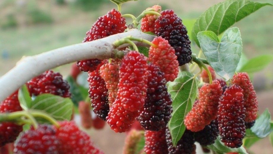 GAP TEYAP Resim Galerisi