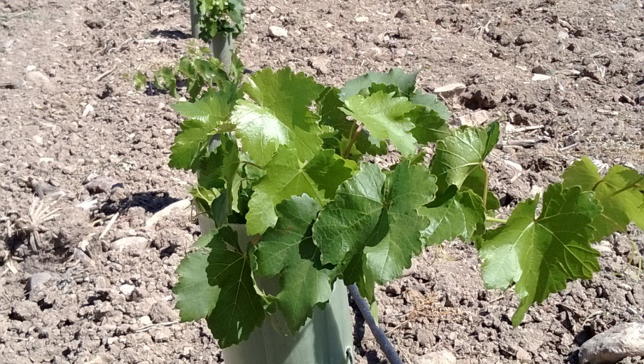 MANİSA BAĞCILIK ÇİFTÇİ TEKNİK GEZİSİ