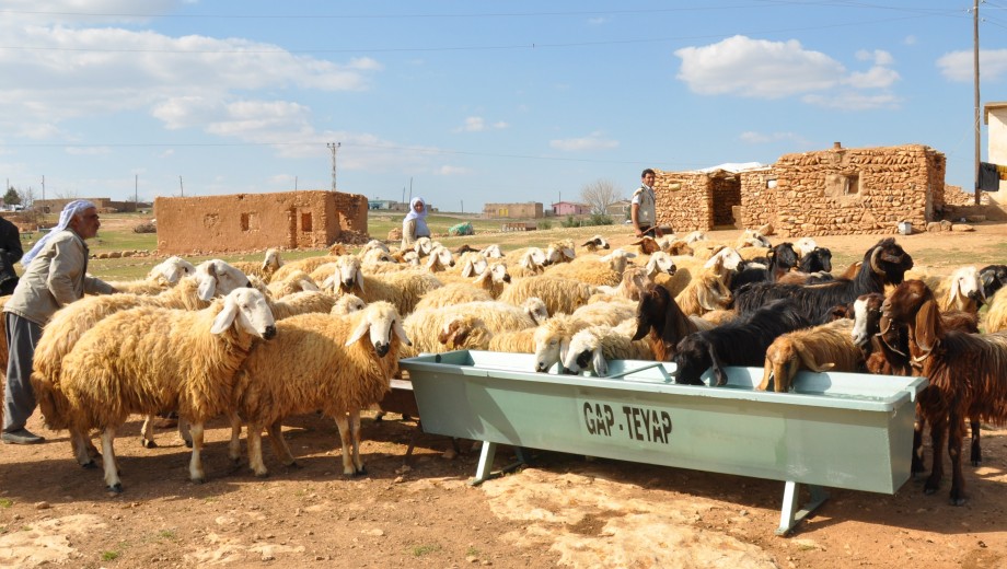 GAP TEYAP Resim Galerisi