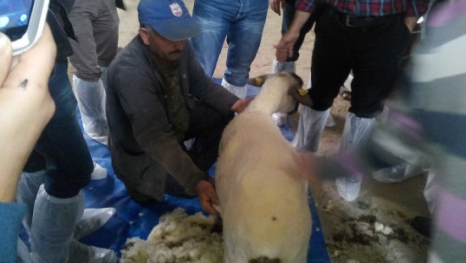 GAP-TEYAP yayım elemanları hayvancılığın merkezi Balıkesir de “Küçükbaş Hayvancılık” konusunda eğitildi.