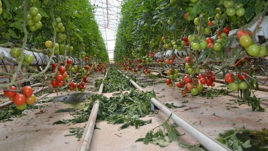 GAP-TEYAP Model kapsamında  GAP Bölgesi Tarım Danışmanlarına “Sebze Yetiştiriciliği” eğitimi