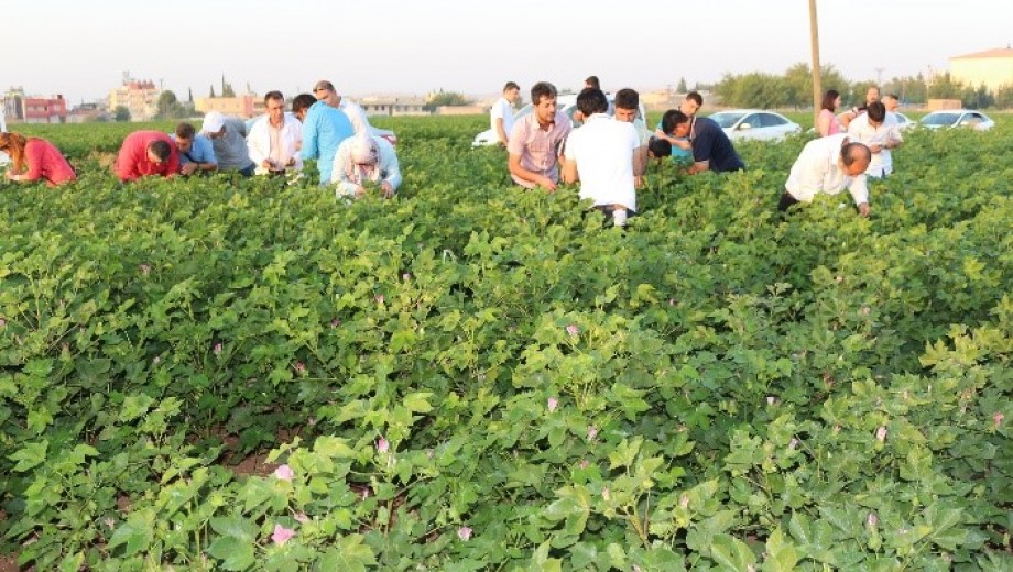GAP TEYAP Model Uygulama Programından Tarım Danışmanlarına “Pamukta Entegre Mücadele” eğitimi gerçekleştirildi
