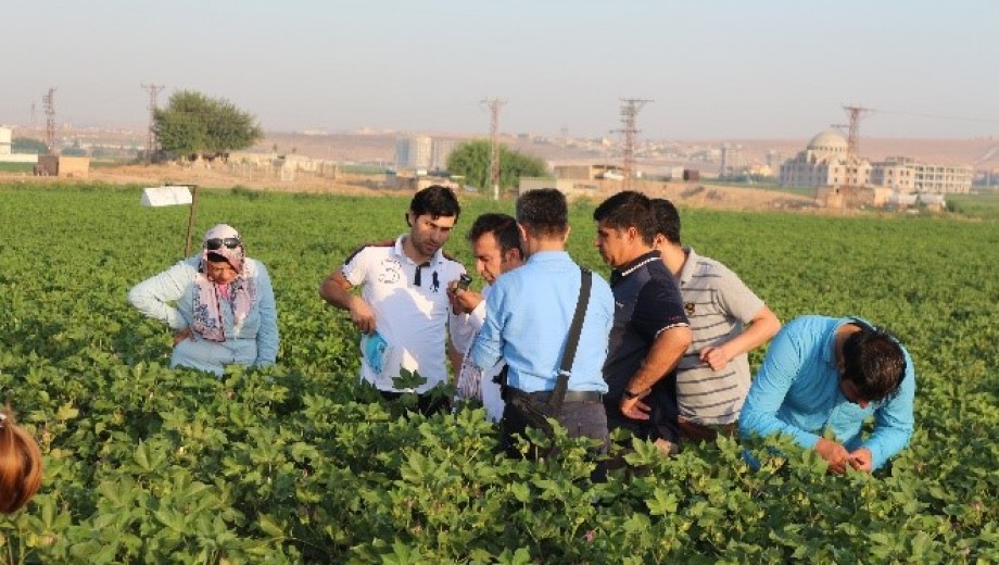 GAP TEYAP Model Uygulama Programından Tarım Danışmanlarına “Pamukta Entegre Mücadele” eğitimi gerçekleştirildi