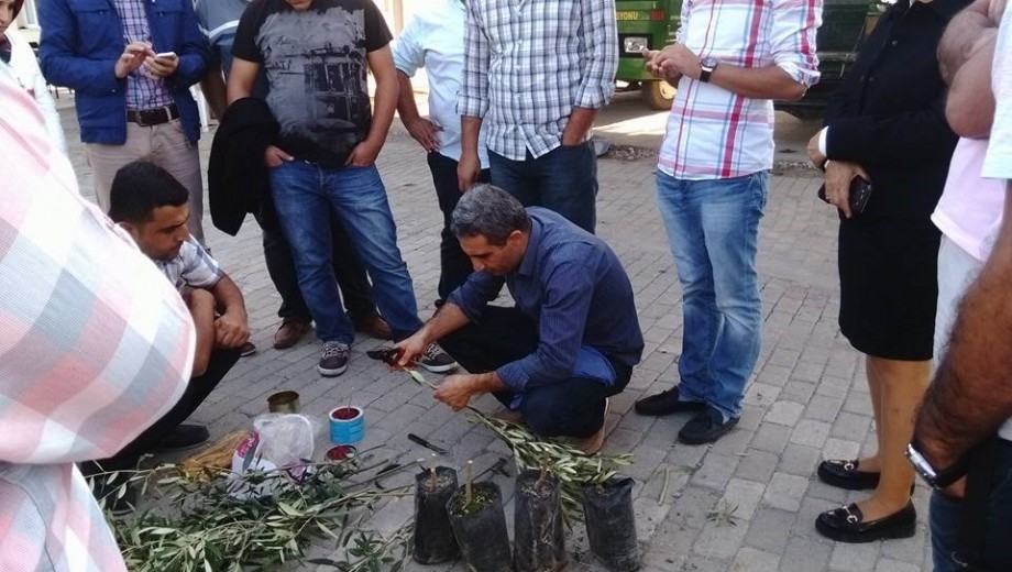 GAP TEYAP Model Uygulama Programından Tarım Danışmanlarına “Zeytin Yetiştiriciliği” eğitimi gerçekleştirildi