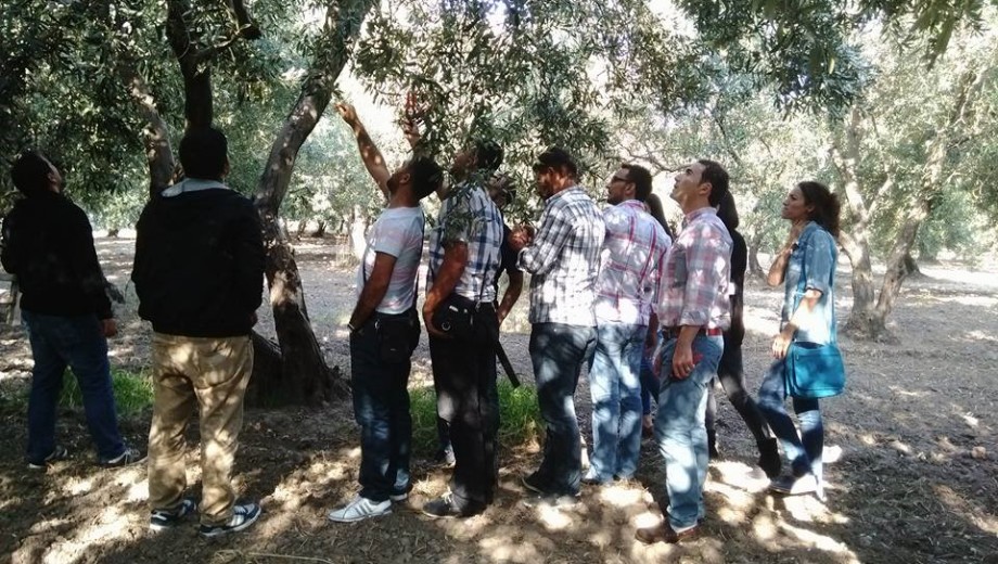 GAP TEYAP Model Uygulama Programından Tarım Danışmanlarına “Zeytin Yetiştiriciliği” eğitimi gerçekleştirildi