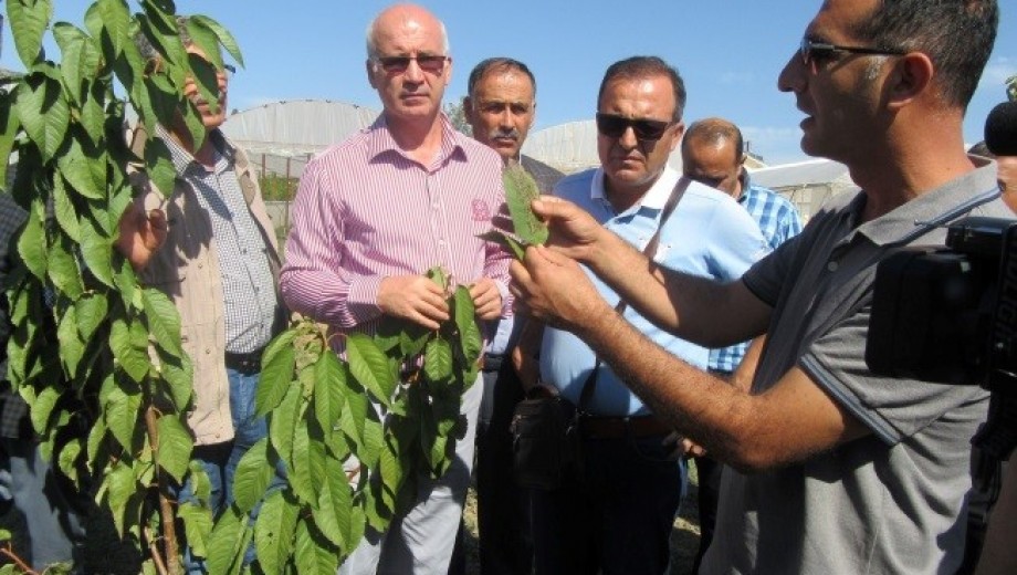 GAP TEYAP organizasyonunda Gaziantep Şehitkamil Kiraz Üreticileri Birliğine üye çiftçilere kiraz hastalıkları-zararlıları, çiftçi örgütlemesi, ürün işleme ve değerlendirme konularına yönelik teknik gezi düzenlendi.